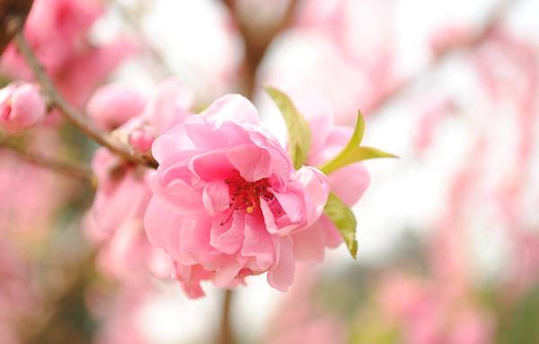 如何旺卧室桃花风水